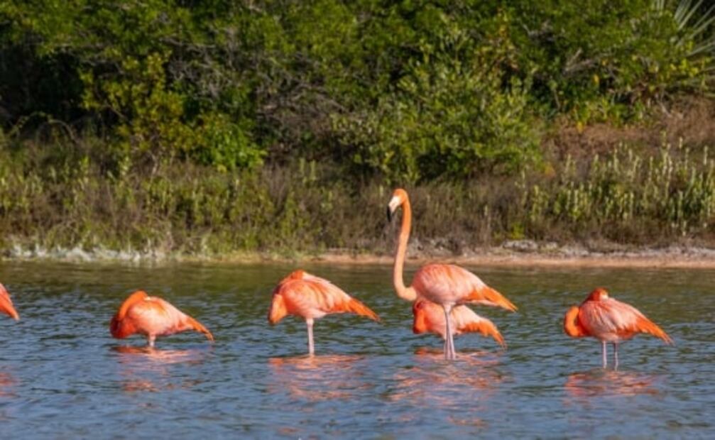 La playa de Sisal y sus manglares, en Yucatán