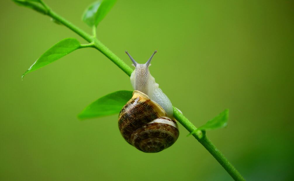 Su presencia en tu jardín significa que es un ecosistema sano y equilibrado. Foto: Canva