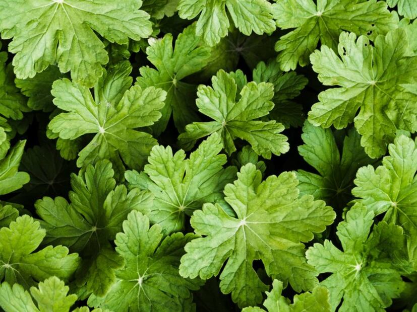 Una especie muy beneficiosa. Fuente: Freepik