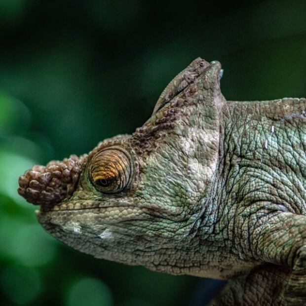 Visita estos zoológicos y acuarios del mundo sin salir de tu hogar