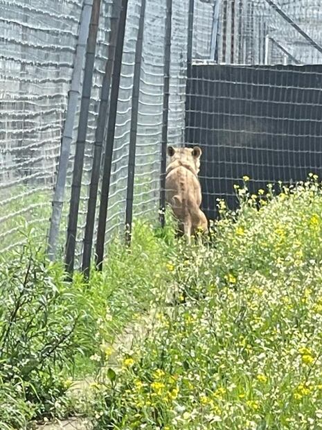 De carácter "reservado", la salud de 5 felinos rescatados de santuario de Tlalpan: zoológico de Zacango