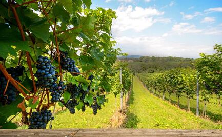 La región más verde, entre Duero y Douro