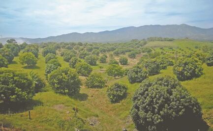 Se revisarán mil 609 concesiones mineras otorgadas en Áreas Naturales Protegidas: AMLO