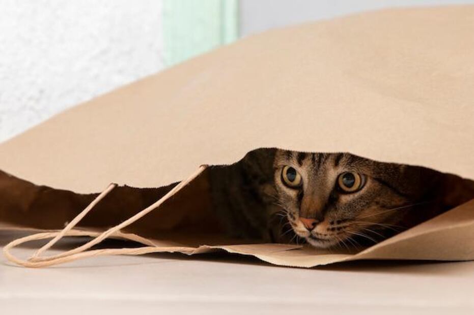El estrés es una condición peligrosa para los gatos. Fuente: Freepik.