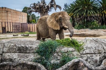 ¿Qué pasará con la elefanta “Ely”?  Esta fue la resolución del juicio de amparo