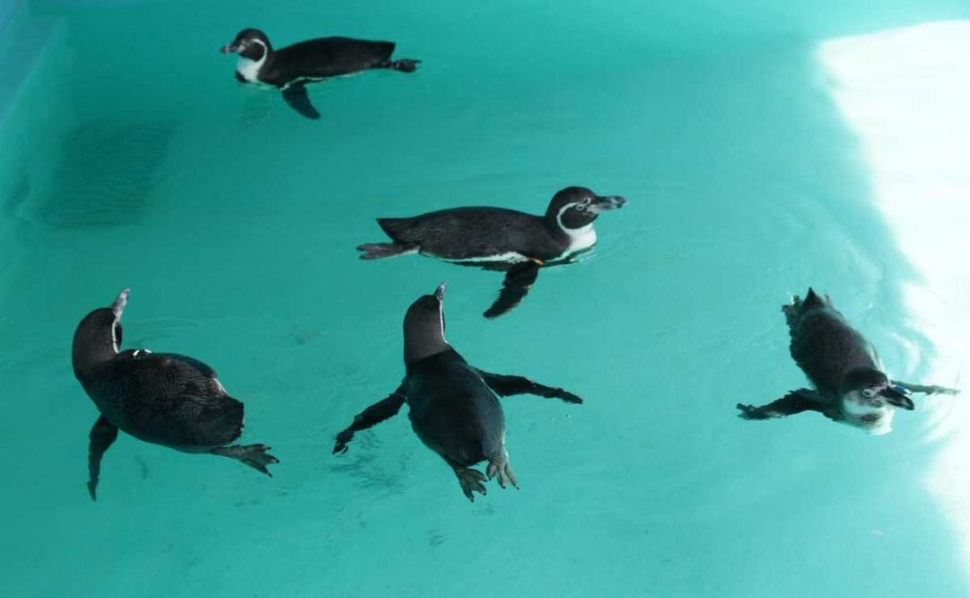 El Zoológico de Higashiyama, en Nagoya, lo ha logrado reproducir al pingüino de Humboldt en repetidas ocasiones en sus instalaciones. Foto: Especial