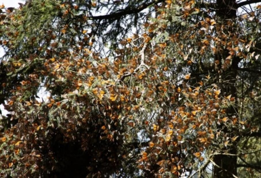 Visita el Parque Ecoturístico Corral de Piedra, una joya del Edomex