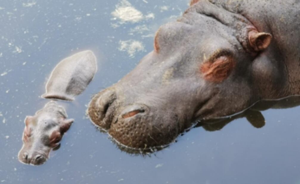Nace bebé de hipopótamo en Zoológico de Zacango