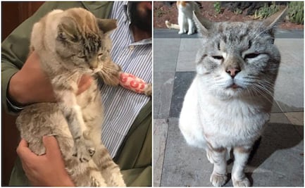 Muere Zeus, uno de los gatitos de Palacio Nacional