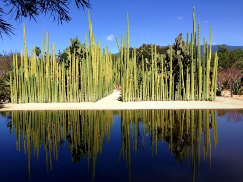 Estos son los jardines botánicos de México que debes visitar en primavera