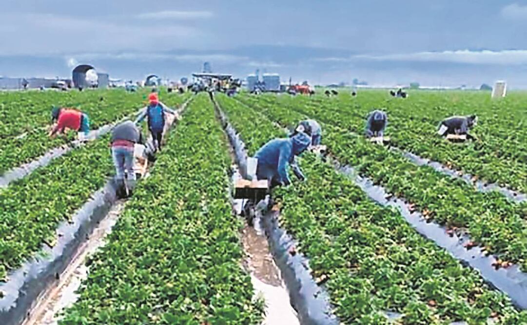 EL UNIVERSAL dio a conocer que en Canadá trabajadores mexicanos sufren maltrato, explotación laboral y hacinamiento en granjas. Foto: Archivo/EL UNIVERSAL.