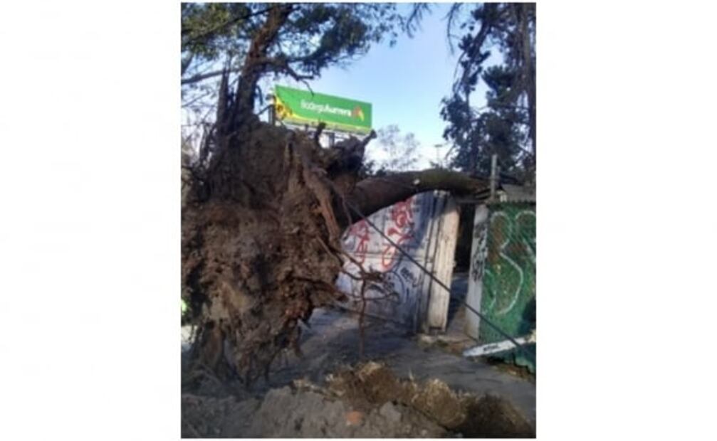 Rachas de viento en la CDMX provocan la caída de árboles y desprendimiento de lonas espectaculares 