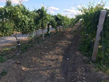 Desde Tierras Potosinas I