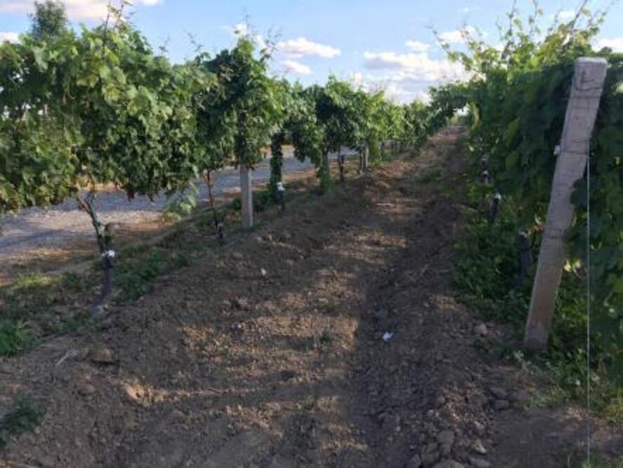 Cava Quintanilla presenta la tercera edición de La Vendimia 