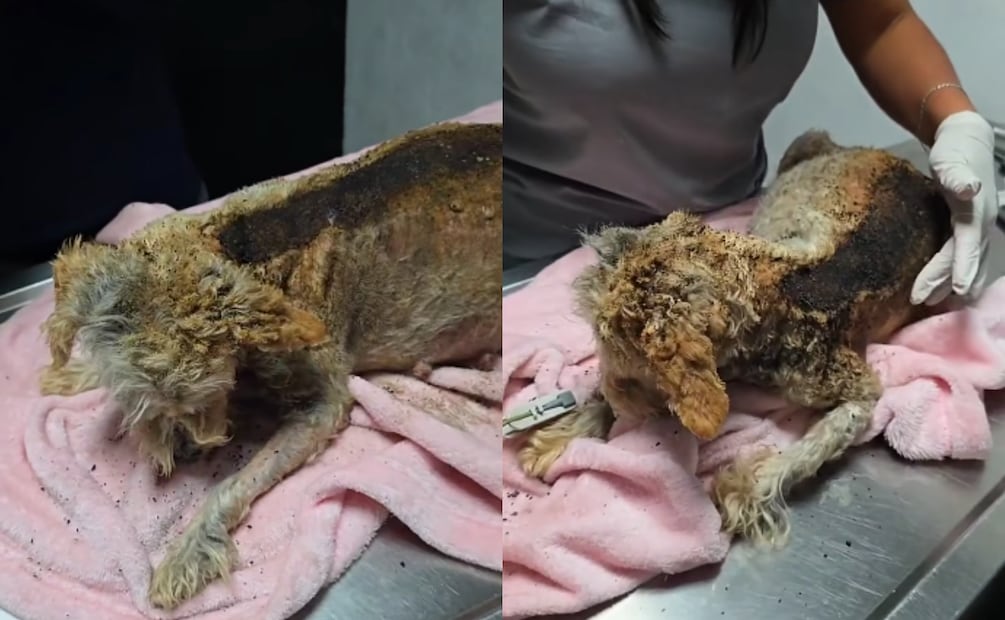 La perrita tenía graves quemaduras y tuvo que ser sometida a una cesárea de emergencia. Foto: Facebook "Huellitas, amor sin fronteras"