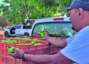 Ejército ya está “interviniendo” en Michoacán para proteger a limoneros de extorsión: AMLO; confía que alza del cítrico sea transitorio