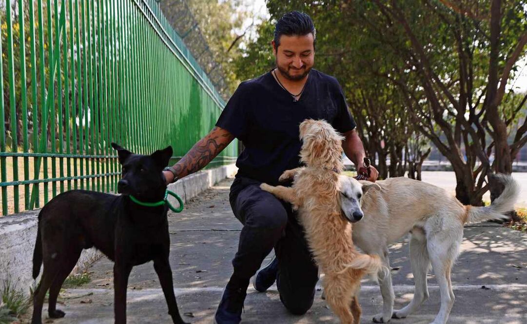 El Hospital Veterinario de la Ciudad se ha hecho cargo de 11 perritos peregrinos, a los que espera dar en adopción. Foto: Diego Simón / EL UNIVERSAL