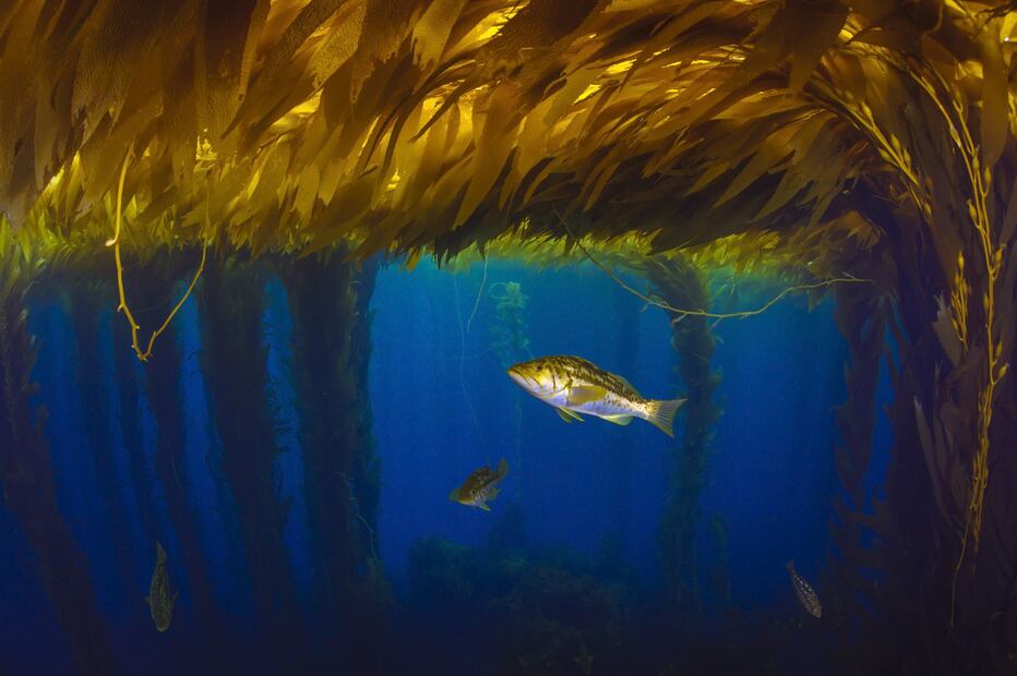 Cuando el mar enfría, las algas proliferan y sirven de alimento a peces. (Foto: Octavio Aburto)