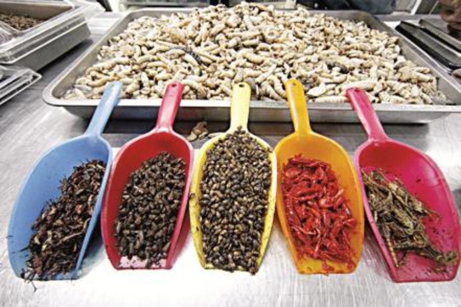 ​Entérate. Dónde comprar insectos comestibles