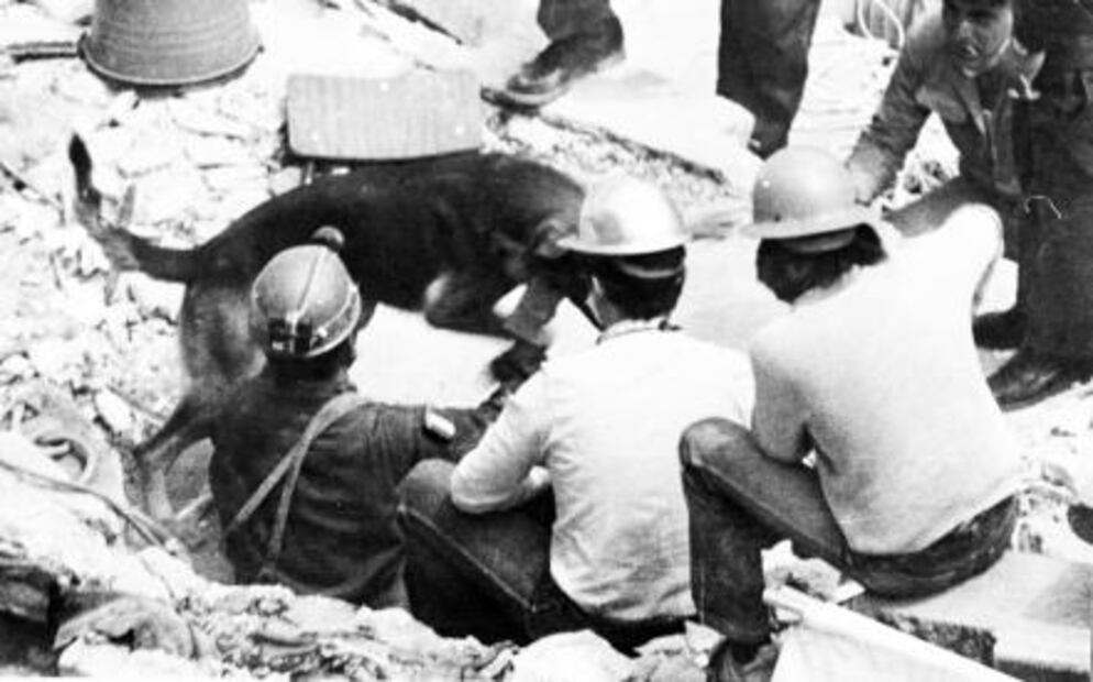 Antes de Frida: los héroes caninos del 85