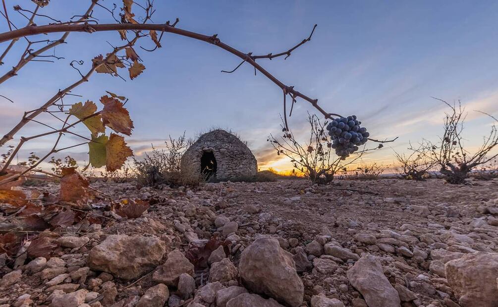 Denominación de Origen Protegía de Jumilla, España. Foto: Jumilla Wine