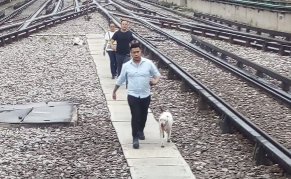 Perro en línea 3. Foto: Especial