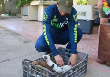 Aumentan denuncias por crueldad animal en Mérida; durante primer trimestre del año se han tenido 517 reportes por presunto maltrato