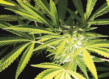 Cofepris asegura no tener solicitudes para importar cannabis