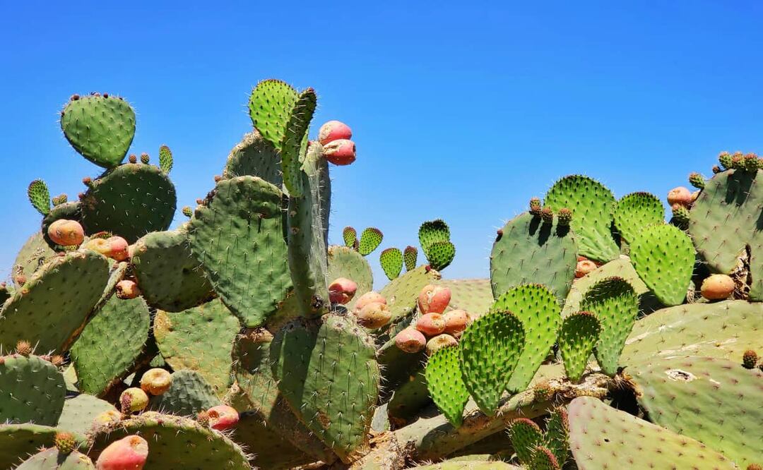 Comer nopal ayuda a aliviar los síntomas de la diabetes. Foto: Unsplash.