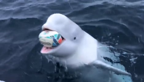 Captan a una ballena beluga jugar rugby con un marinero 