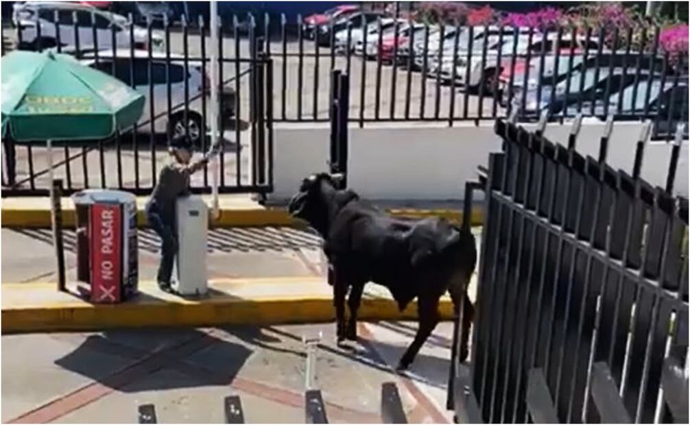 Toro ingresa a escuela privada de la CDMX. Foto: Especial