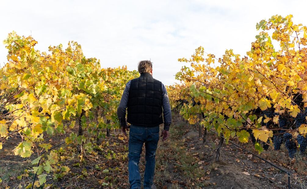 Vinos australianos. Foto: Cortesía CW.Wines