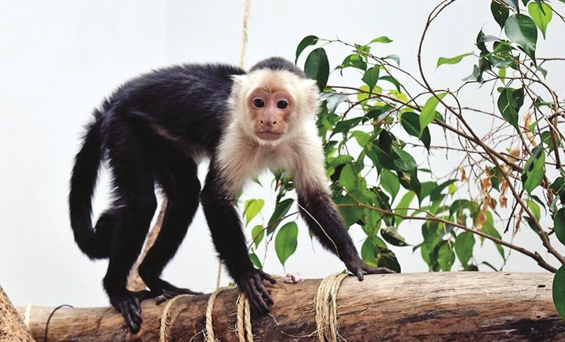 El zoológico deberá solicitar a la SEMARNAT la incorporación de este primate a su colección, como lo dicta la normatividad. Foto: Archivo/El Universal