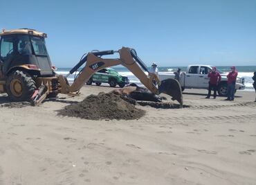Excavan fosa en playa de Bellavista, Sinaloa para sepultar cuerpos de 2 lobos marinos y 1 tortuga marina