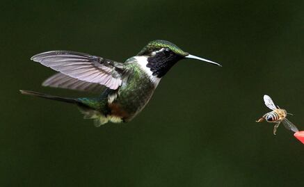 Creating gardens all over the city to save hummingbirds