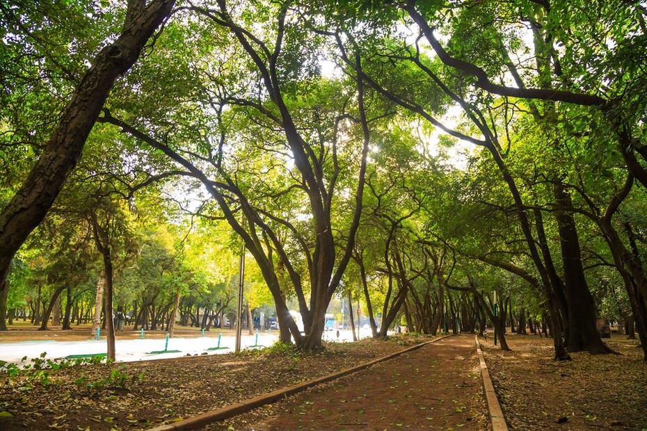 Foto: Bosque de Chapultepec