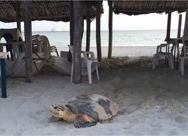 Un ejemplar de tortuga carey anida en el malecón de Progreso, Yucatán