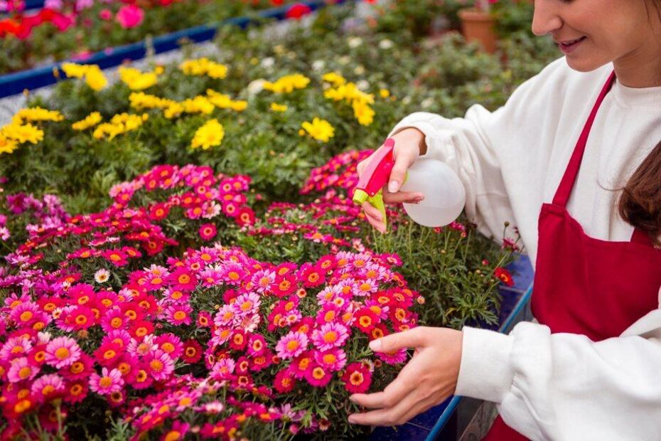 7 plantas trepadoras para sumar a tu jardín. Fuente: Freepik.