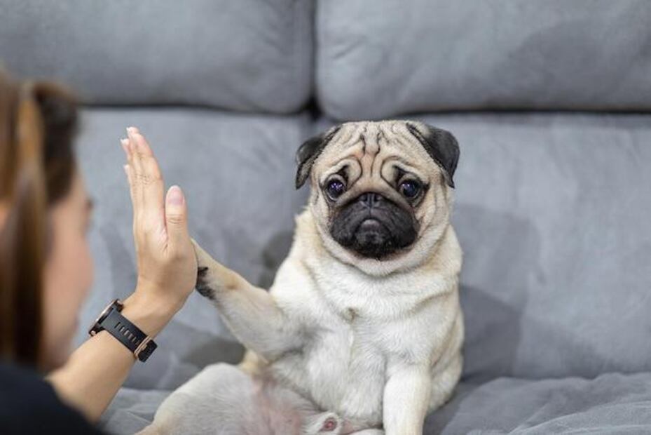 El lenguaje corporal de los perros es una ventana a su mundo emocional. Fuente: Freepik.