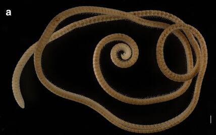 Hallan al primer "milpiés" que realmente supera las mil extremidades 