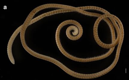 Hallan al primer "milpiés" que realmente supera las mil extremidades