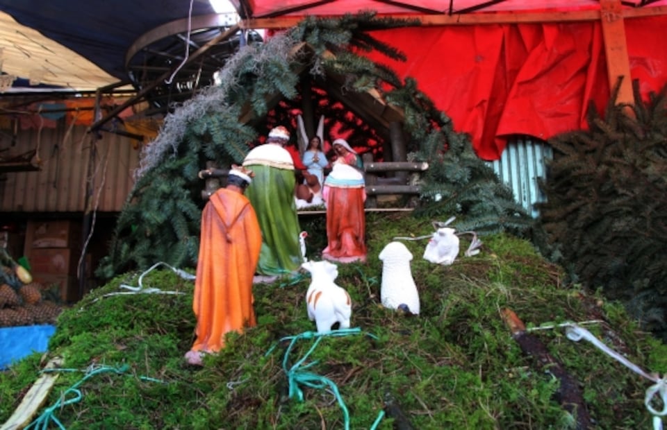 ¿Es ilegal el musgo que se usa en los nacimientos de Navidad?