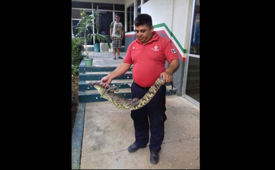 (Foto tomada @PROFEPA_Mx)