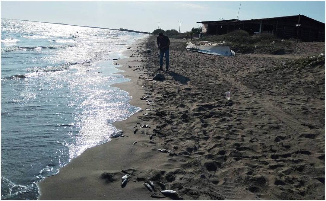 Peces muertos en playas de el Maviri, Sinaloa. Foto: Protección Civil Ahome