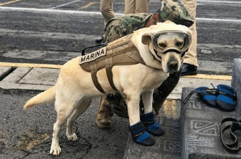 Frida, la perrita heroína de México que salvó 12 vidas en nueve años como rescatista