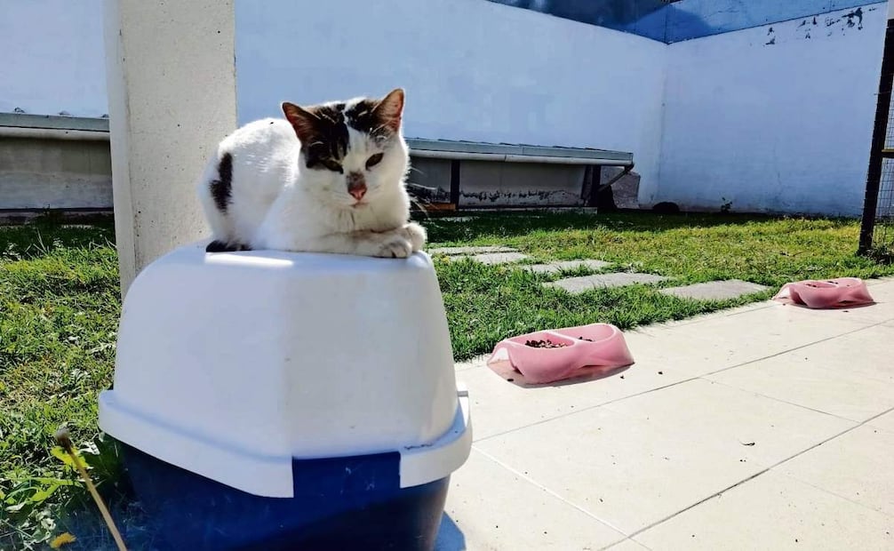 La pena por maltrato animal es de uno a 3 años de prisión y de 300 a 500 UMA. Foto: Fabián Evaristo / EL UNIVERSAL