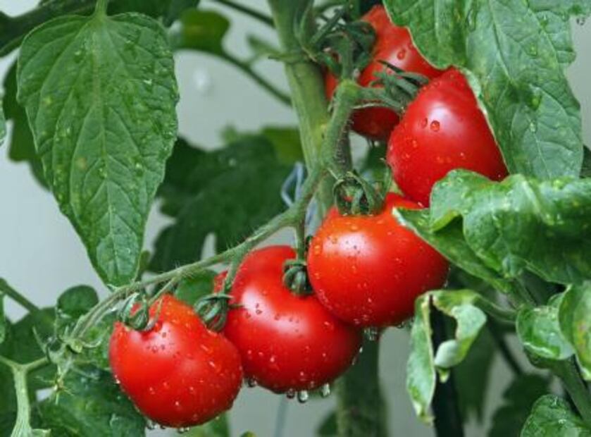 Alimentos que previenen la migraña