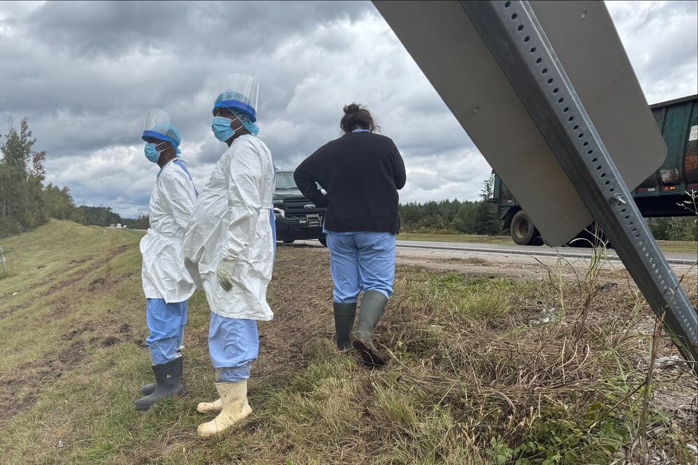 Expertos con ropa de protección buscan a tres monos de laboratorio que escaparon tras un accidente en el camión que los trasladaba, en Heidelberg, Mississippi. FOTO: SOPHIE BATES. AP