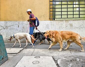 "Padrón no sataniza a paseadores de perros en CDMX"