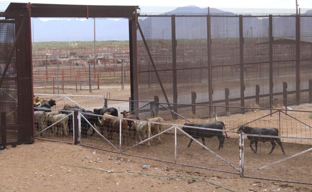 Esta medida permitirá el reinicio del flujo de cerca de 200 mil cabezas de ganado (01/02/2025). Foto: Especial